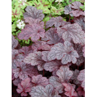 Żurawka 'Plum Pudding' Heuchera