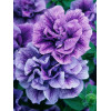 Petunia 'Tumbelina Priscilla' | Petunia x hybrida