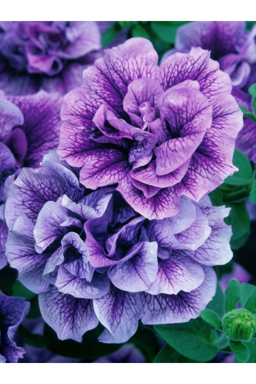 Petunia 'Tumbelina Priscilla' | Petunia x hybrida