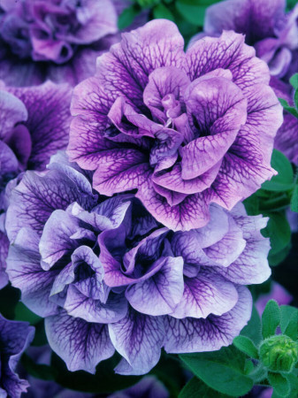 Petunia 'Tumbelina Priscilla' | Petunia x hybrida