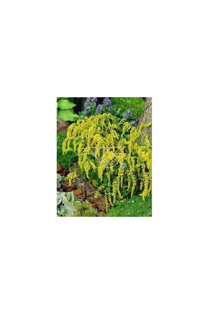 Chiastofil naprzeciwlistny Chiastophyllum oppositifolium