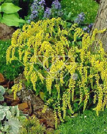 Chiastofil naprzeciwlistny Chiastophyllum oppositifolium