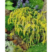 Chiastofil naprzeciwlistny Chiastophyllum oppositifolium