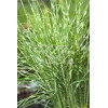 Miskant chiński 'Apache' | Miscanthus sinensis