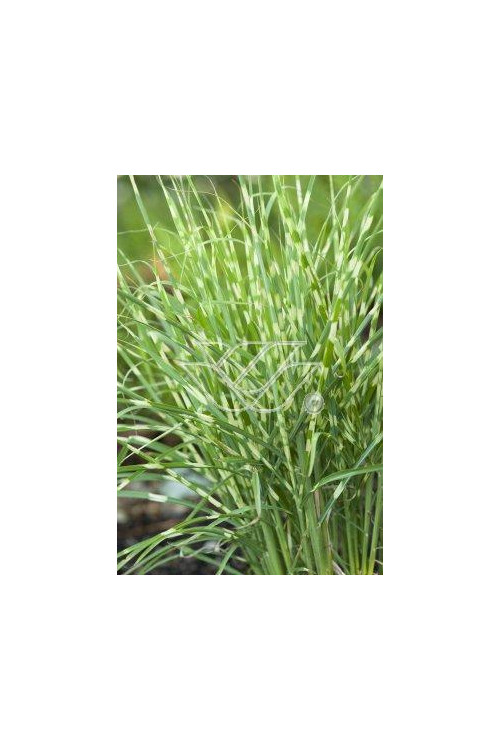 Miskant chiński 'Apache' | Miscanthus sinensis