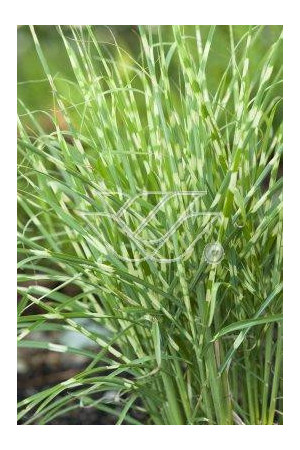 Miskant chiński 'Apache' | Miscanthus sinensis