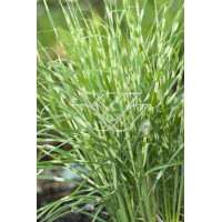 Miskant chiński 'Apache' | Miscanthus sinensis