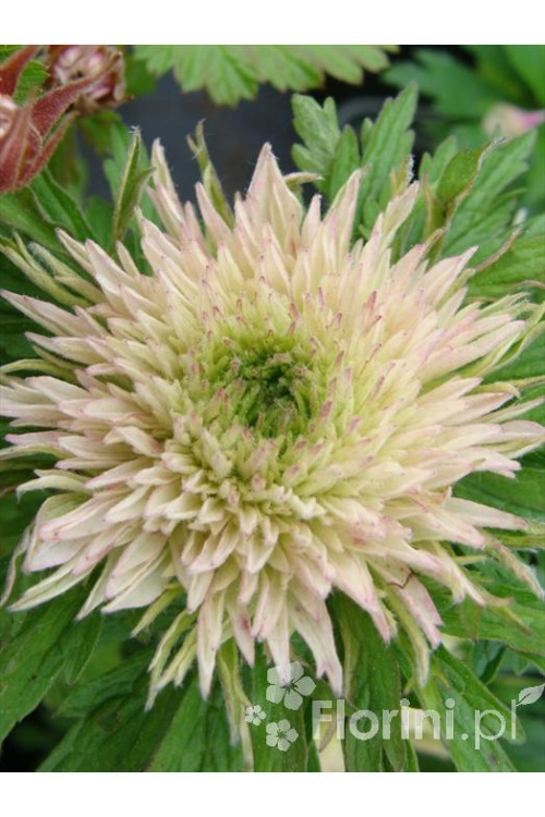 Zawilec wielkokwiatowy 'Polish Star' | Anemone sylvestris