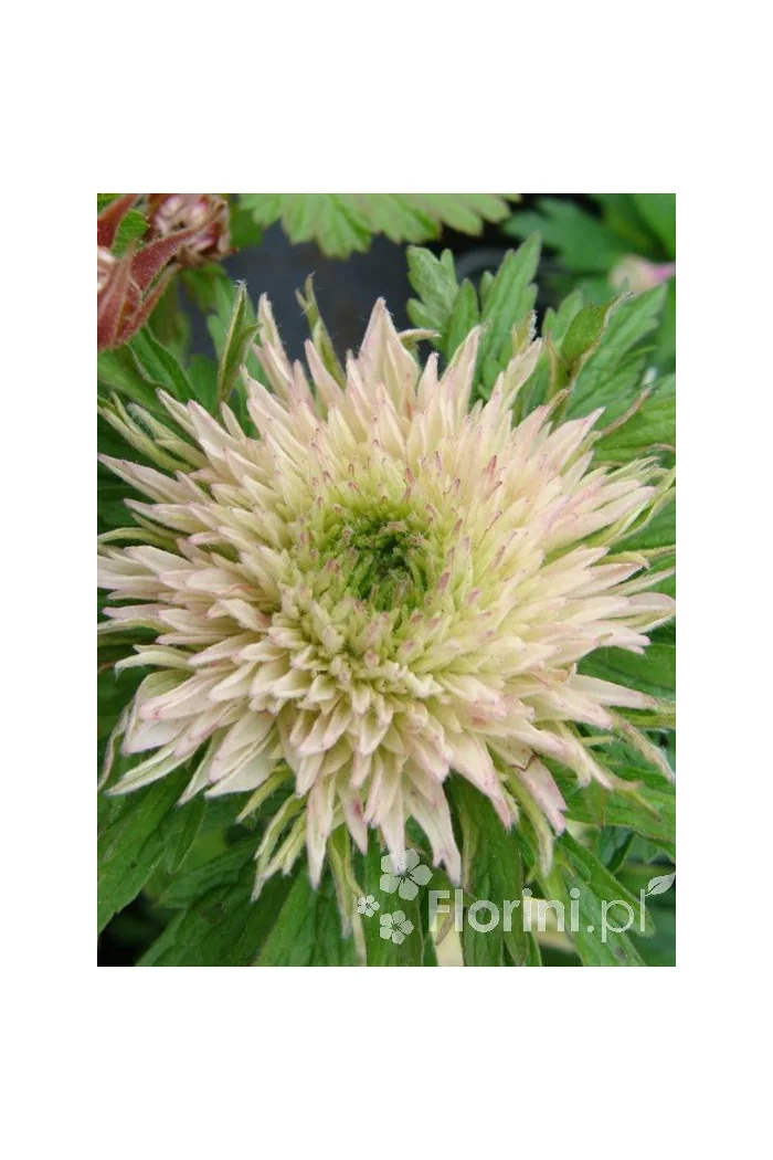 Zawilec wielkokwiatowy 'Polish Star' | Anemone sylvestris