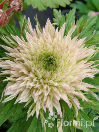 Zawilec wielkokwiatowy 'Polish Star' | Anemone sylvestris