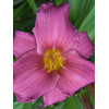 Liliowiec 'Purple Flight' Hemerocallis