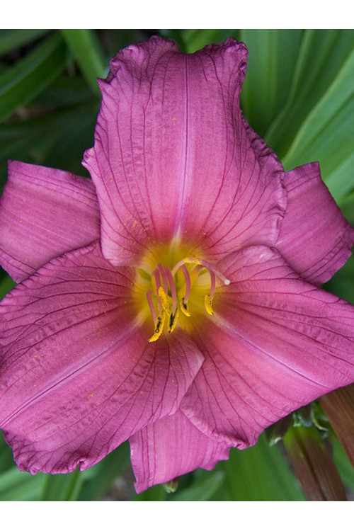 Liliowiec 'Purple Flight' Hemerocallis