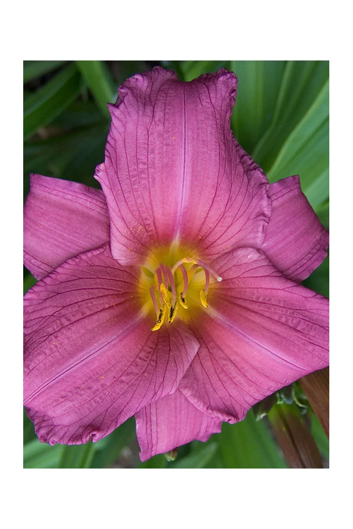 Liliowiec 'Purple Flight' Hemerocallis