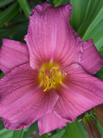 Liliowiec 'Purple Flight' Hemerocallis