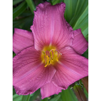 Liliowiec 'Purple Flight' Hemerocallis