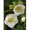 Ciemiernik orientalny 'Crown Snow White' Helleborus orientalis