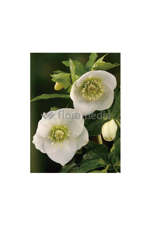 Ciemiernik orientalny 'Crown Snow White' Helleborus orientalis
