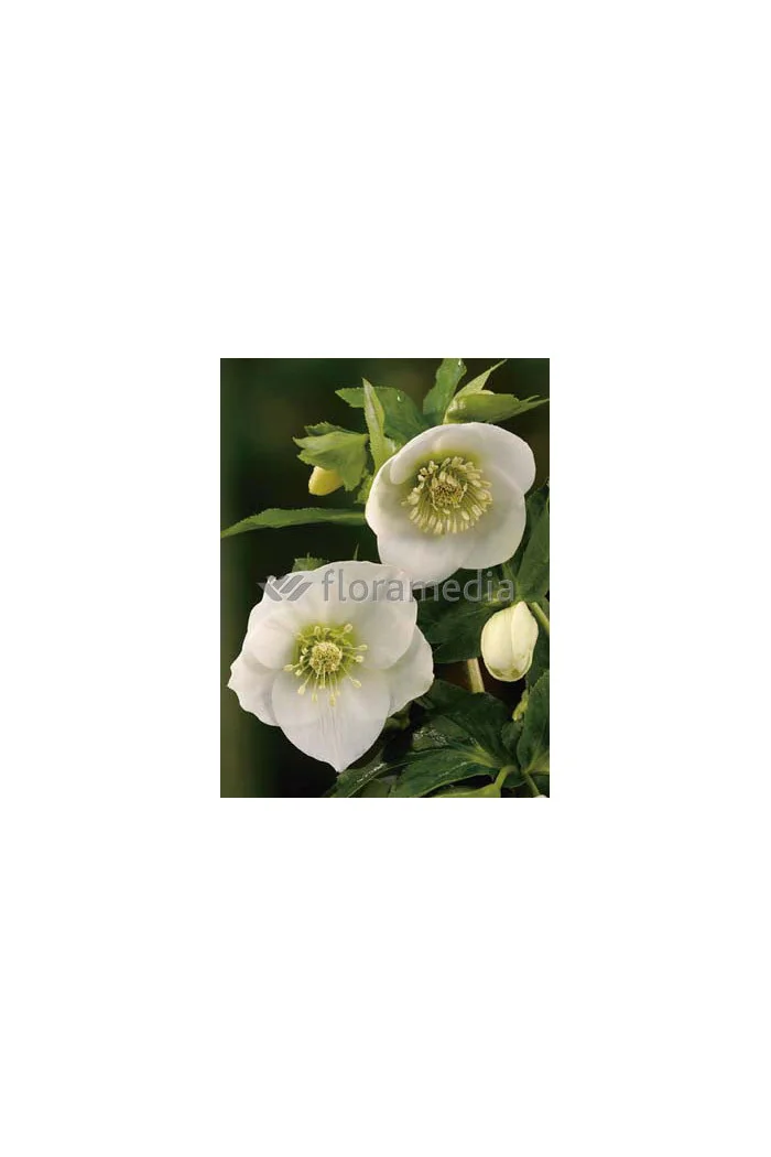 Ciemiernik orientalny 'Crown Snow White' Helleborus orientalis
