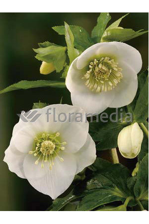 Ciemiernik orientalny 'Crown Snow White' Helleborus orientalis