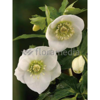 Ciemiernik orientalny 'Crown Snow White' Helleborus orientalis