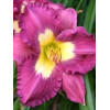 liliowiec, hemerocallis