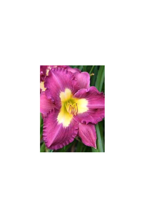liliowiec, hemerocallis