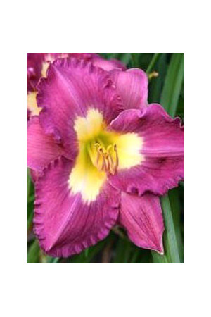 liliowiec, hemerocallis