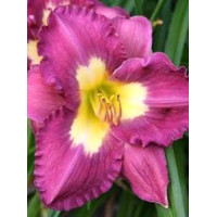 liliowiec, hemerocallis
