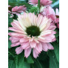 Jeżówka SunSeekers 'Salmon'| Echinacea