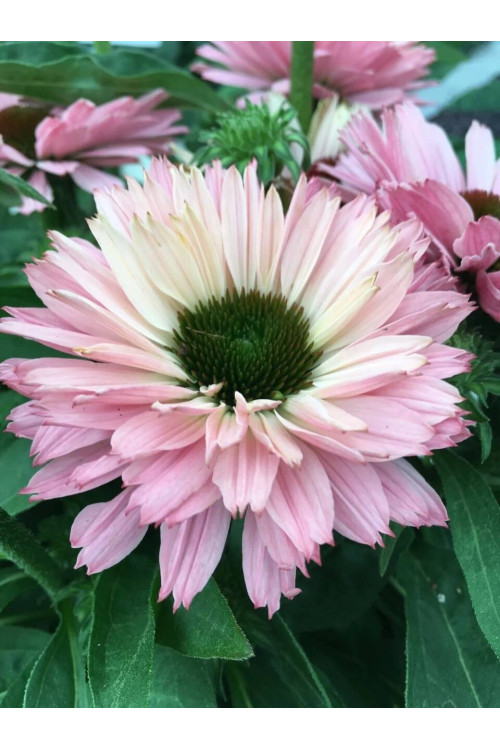 Jeżówka SunSeekers 'Salmon'| Echinacea