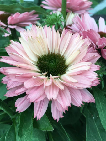 Jeżówka SunSeekers 'Salmon'| Echinacea