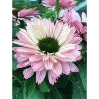 Jeżówka SunSeekers 'Salmon'| Echinacea