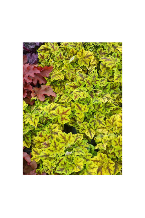Żurawka 'Leap Frog' | Heuchera