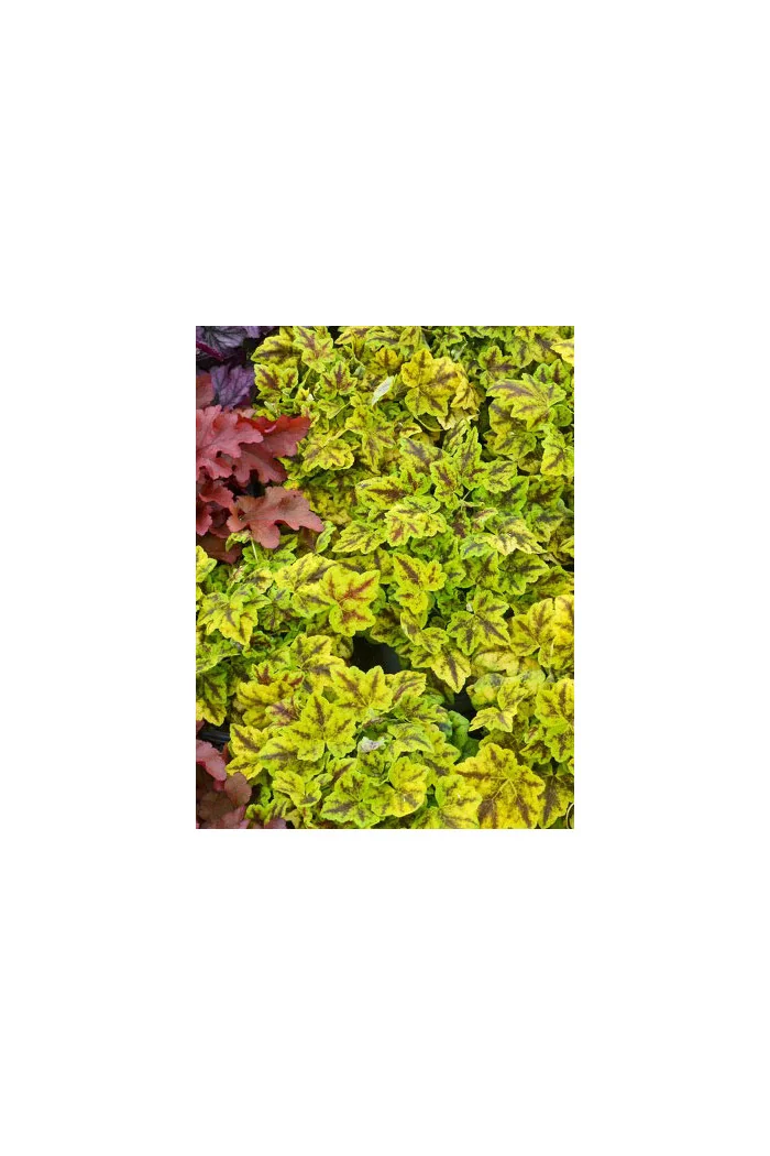 Żurawka 'Leap Frog' | Heuchera