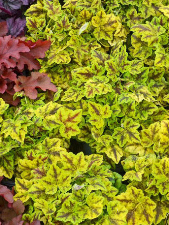 Żurawka 'Leap Frog' | Heuchera