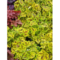 Żurawka 'Leap Frog' | Heuchera