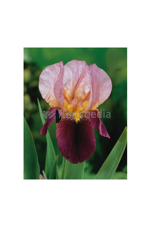 Kosaciec (Irys) niski 'Indian Chief' | Iris barbata