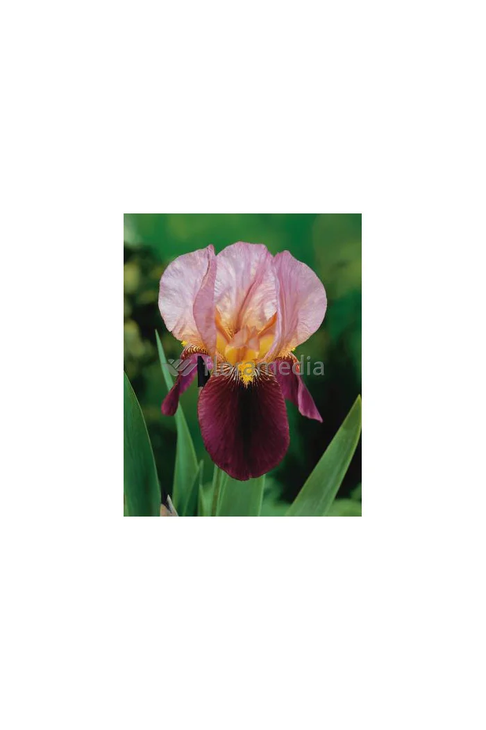 Kosaciec (Irys) niski 'Indian Chief' | Iris barbata