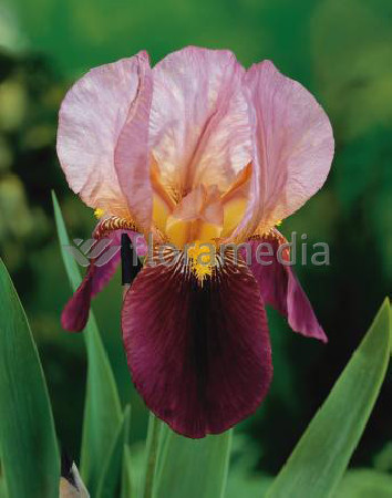 Kosaciec (Irys) niski 'Indian Chief' | Iris barbata