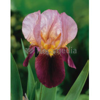 Kosaciec (Irys) niski 'Indian Chief' | Iris barbata