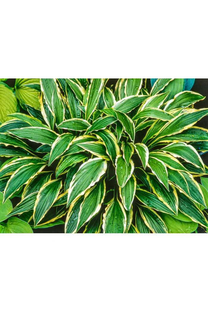 Funkia 'Stiletto' Hosta