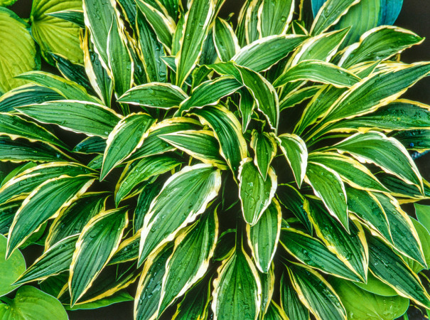 Funkia 'Stiletto' Hosta
