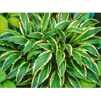 Funkia 'Stiletto' Hosta