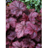 Żurawka 'Amethyst Myst' Heuchera