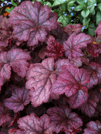 Żurawka 'Amethyst Myst' Heuchera
