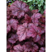 Żurawka 'Amethyst Myst' Heuchera