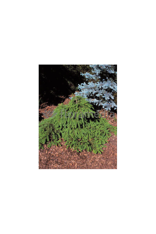 Świerk pospolity 'Formanek' Picea abies