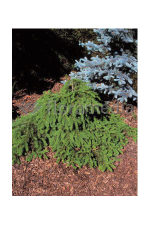 Świerk pospolity 'Formanek' Picea abies