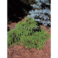 Świerk pospolity 'Formanek' Picea abies