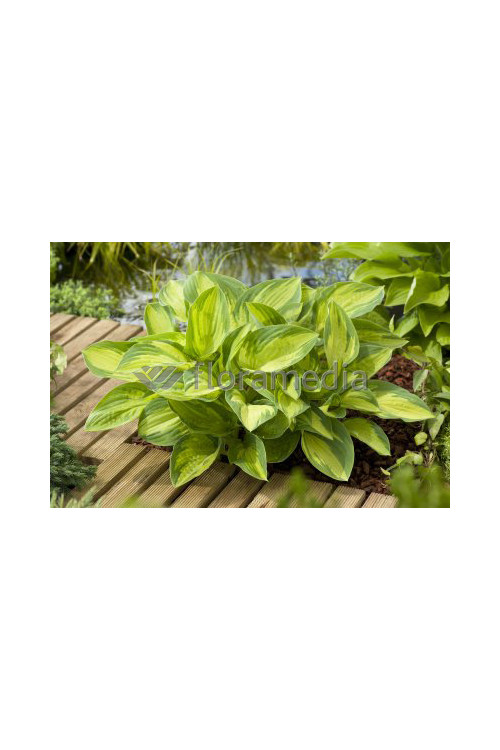 Funkia 'Night Before Christmas' | Hosta